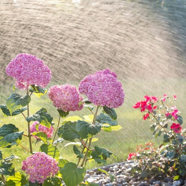 Arrosage fleurs pour entretenir le jardin de votre gîte